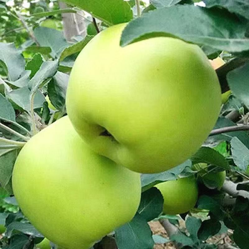 嫁接明月苹果树苗晚熟脆甜名月青苹果苗南北方种植果树苗盆栽