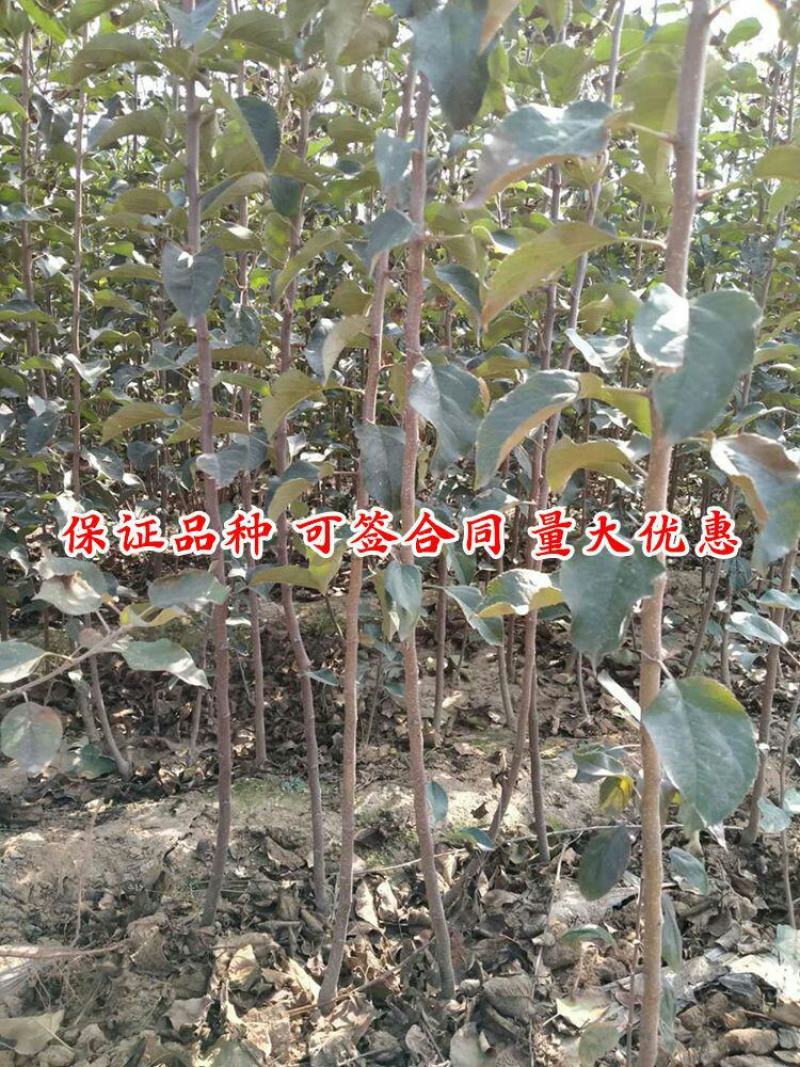 嫁接明月苹果树苗晚熟脆甜名月青苹果苗南北方种植果树苗盆栽