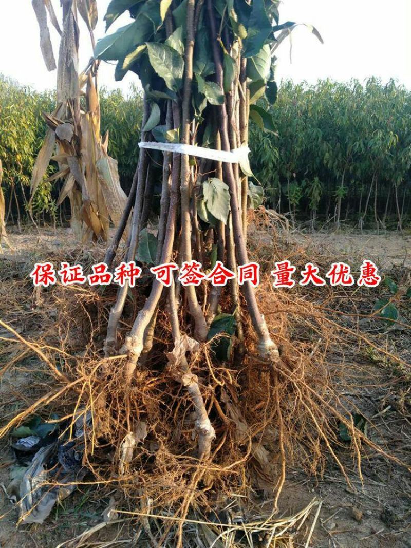 嫁接明月苹果树苗晚熟脆甜名月青苹果苗南北方种植果树苗盆栽