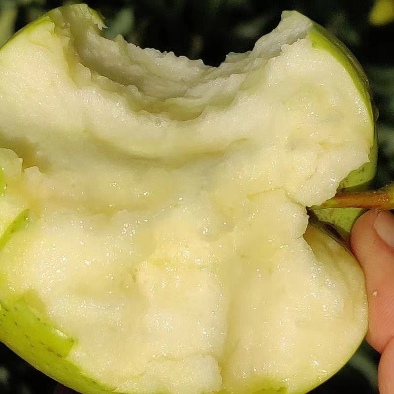 嫁接明月苹果树苗晚熟脆甜名月青苹果苗南北方种植果树苗盆栽