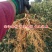 嫁接明月苹果树苗晚熟脆甜名月青苹果苗南北方种植果树苗盆栽