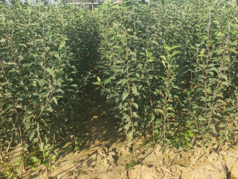 嫁接明月苹果树苗晚熟脆甜名月青苹果苗南北方种植果树苗盆栽