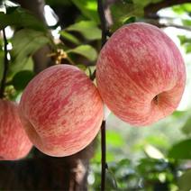 山东烟台栖霞红富士苹果苗矮化新2001条红苹果水晶红富士