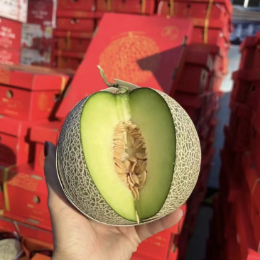 海南玫珑网纹瓜对接各大平台社区团购产地直发