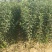 山东烟台栖霞红富士苹果苗矮化新2001条红苹果水晶红富士