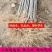 山东烟台栖霞红富士苹果苗矮化新2001条红苹果水晶红富士