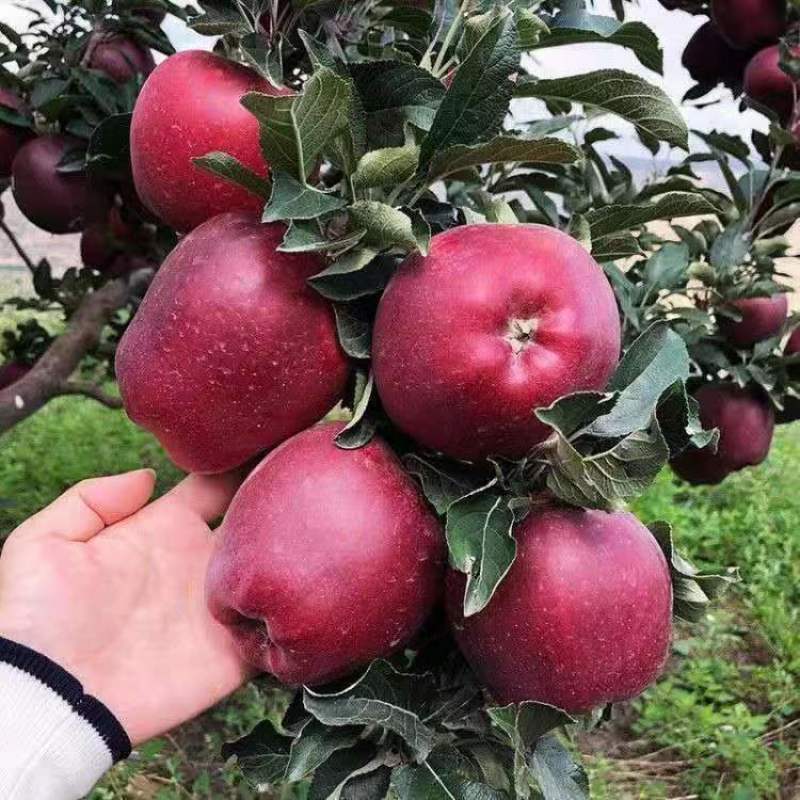 嫁接苹果苗红蛇果苗花牛蛇果苗当年结果南方北方种植花牛果树