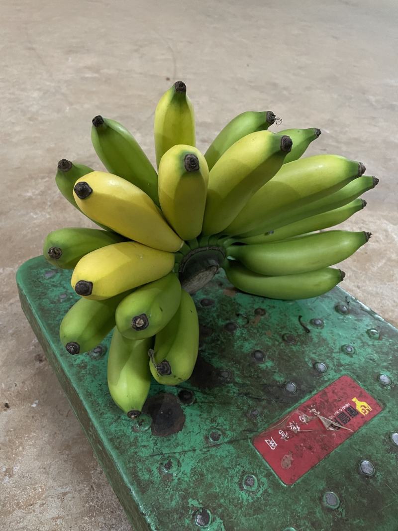 海南网红皇帝蕉
