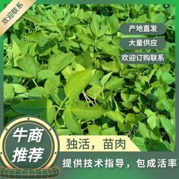 【独活苗】苗肉提供技术指导成活率高欢迎咨询
