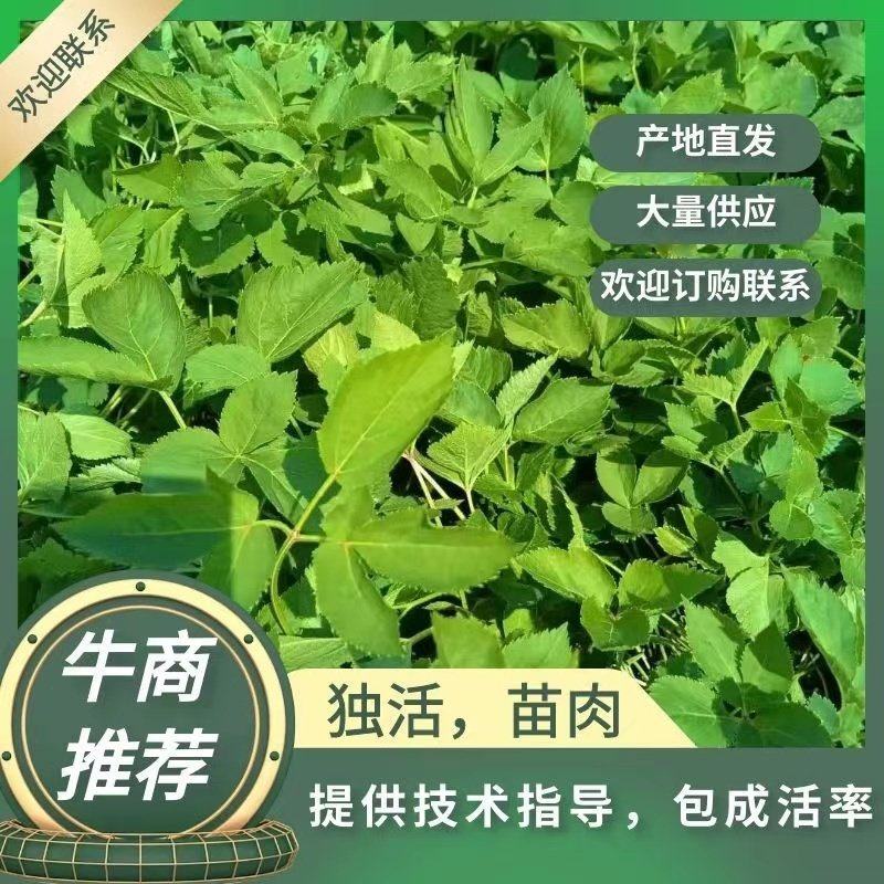 【独活苗】苗肉提供技术指导成活率高欢迎咨询