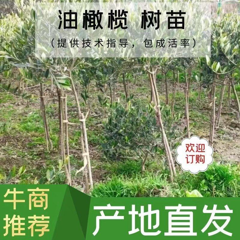 【热销】油橄榄树苗质量保证价格实惠欢迎采购咨询