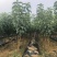 新品种正宗嘎啦苹果树苗嫁接苗耐寒南北方种植