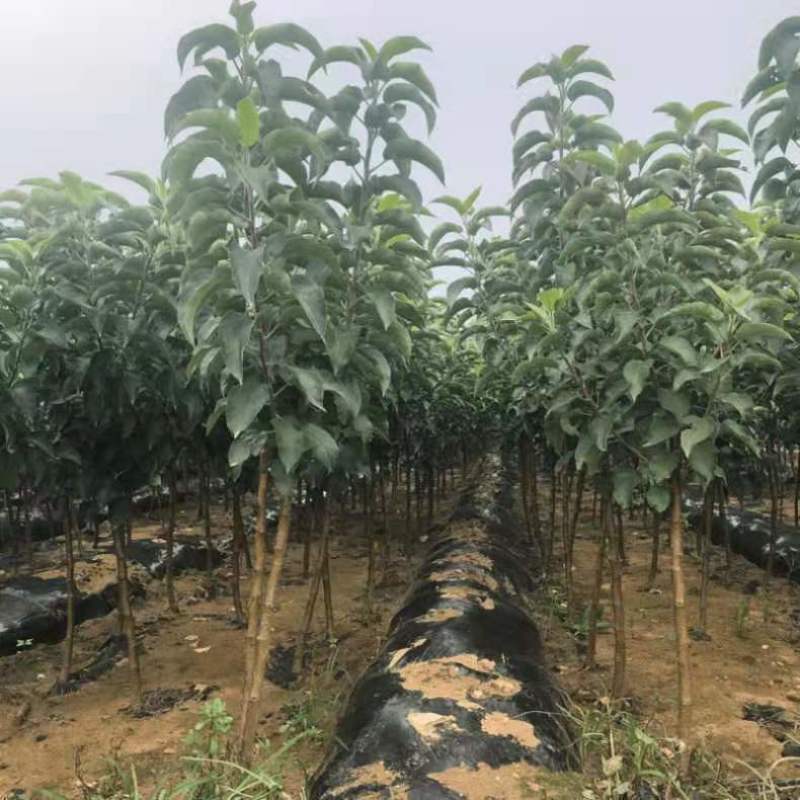 新品种正宗嘎啦苹果树苗嫁接苗耐寒南北方种植
