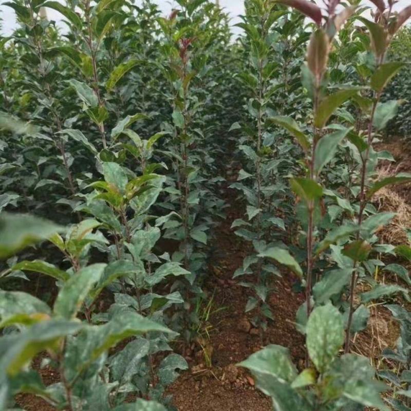 新品种正宗嘎啦苹果树苗嫁接苗耐寒南北方种植