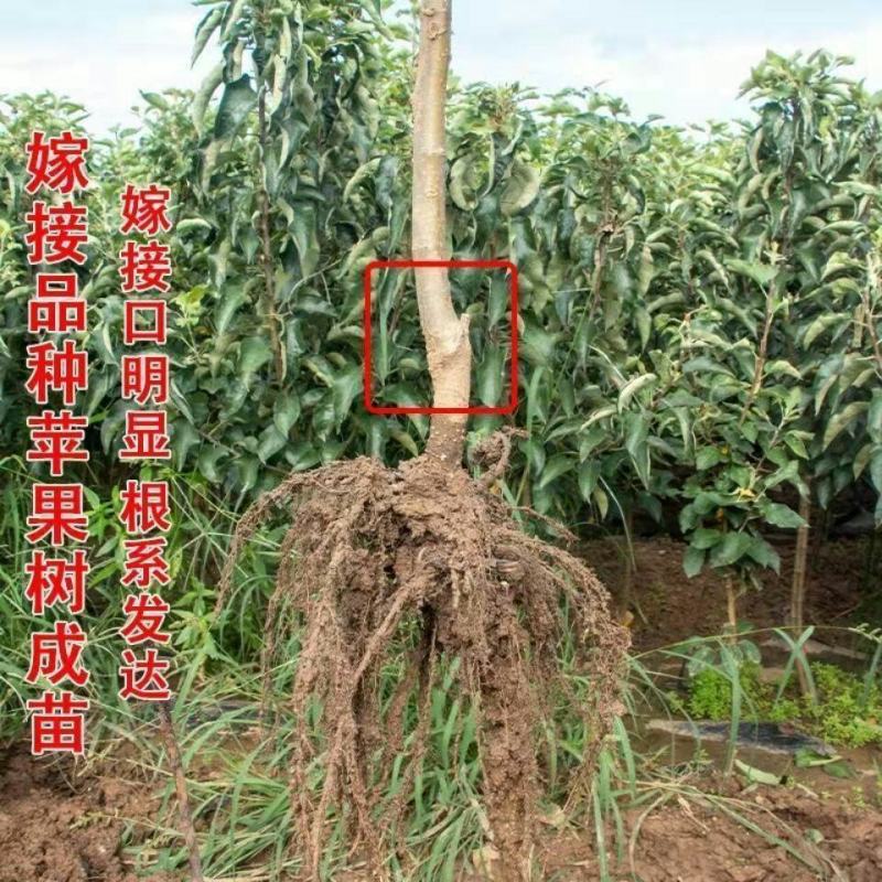 新品种正宗嘎啦苹果树苗嫁接苗耐寒南北方种植
