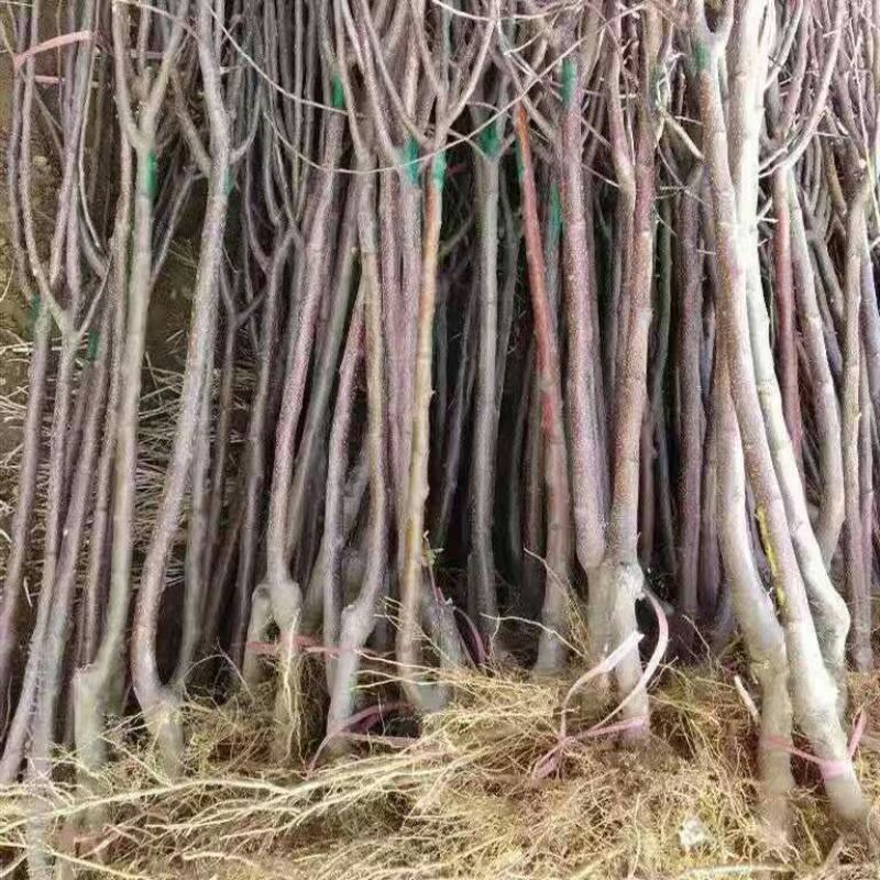 新品种正宗嘎啦苹果树苗嫁接苗耐寒南北方种植