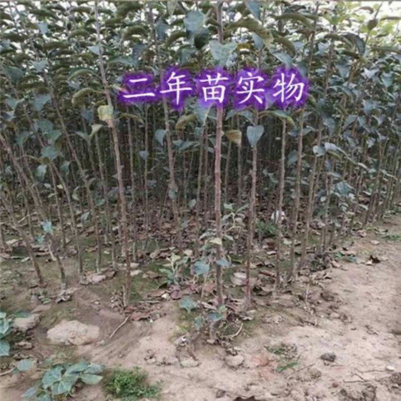 新品种正宗嘎啦苹果树苗嫁接苗耐寒南北方种植