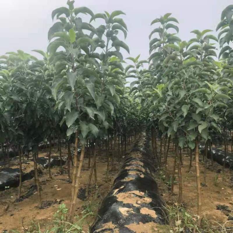 新红星苹果树苗红星苹果嫁接苗烟富苹果树苗南方北方植当