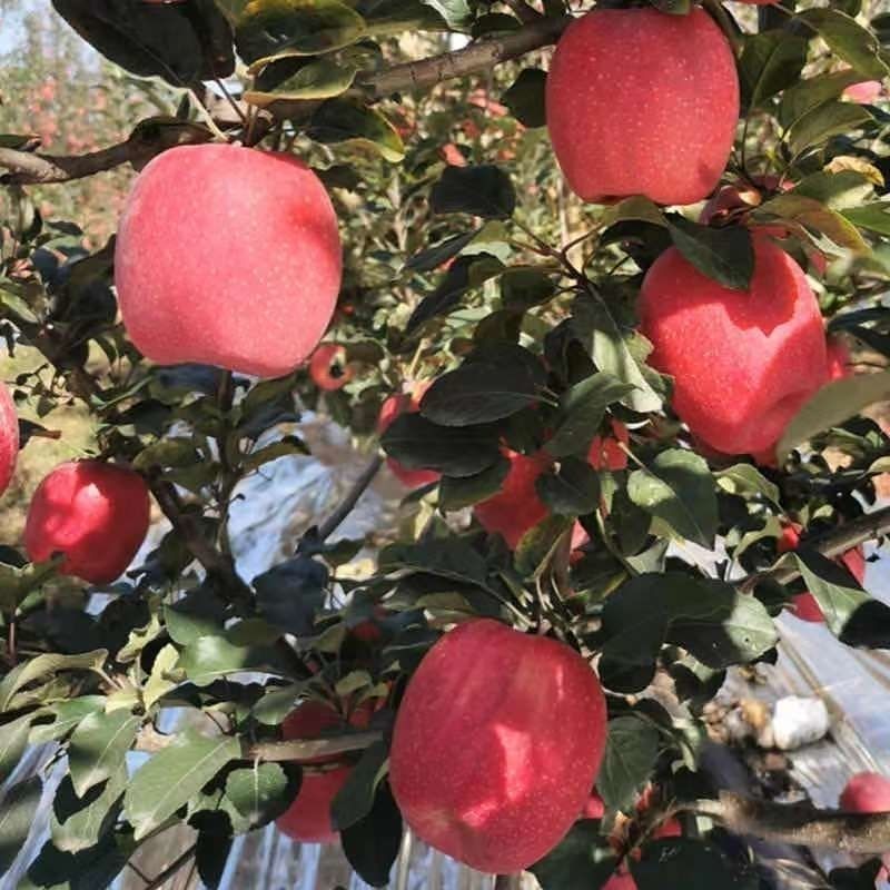 新红星苹果树苗红星苹果嫁接苗烟富苹果树苗南方北方植当