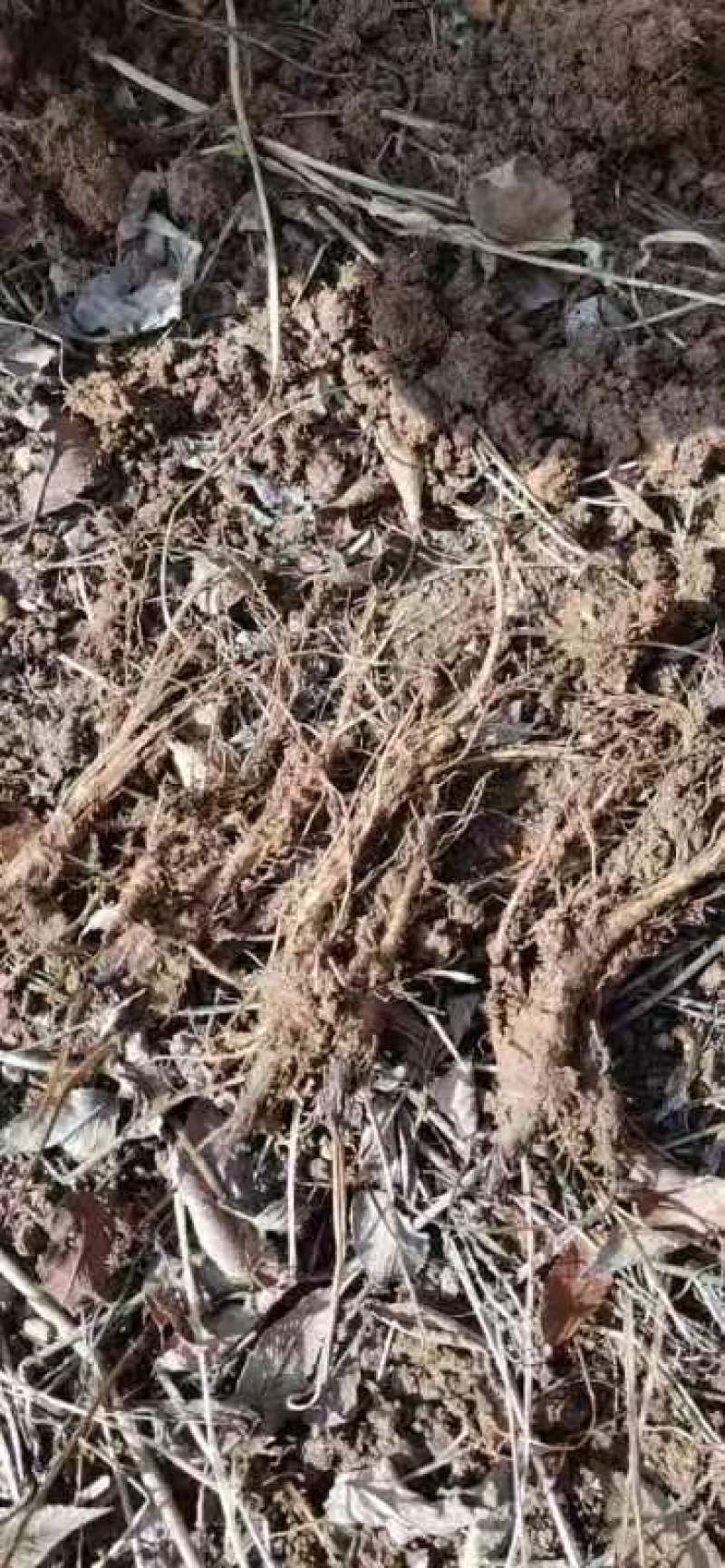 【独活苗】苗肉提供技术指导成活率高欢迎咨询