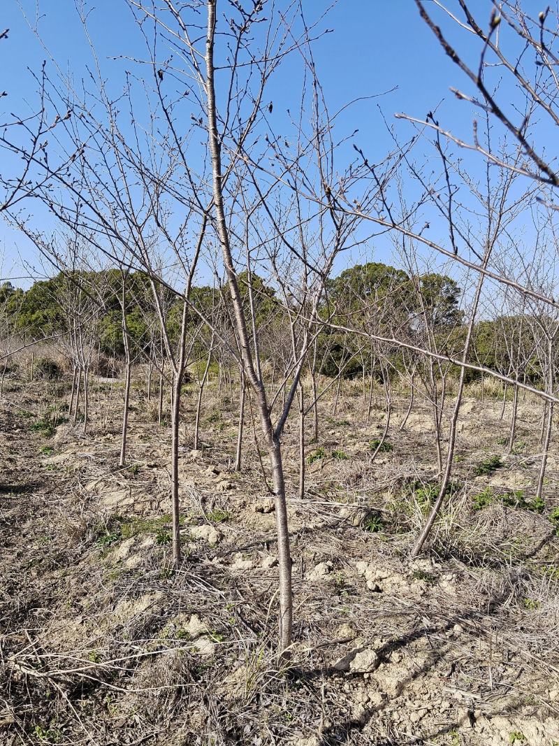 樱花，樱花3一7公分现货清田处理