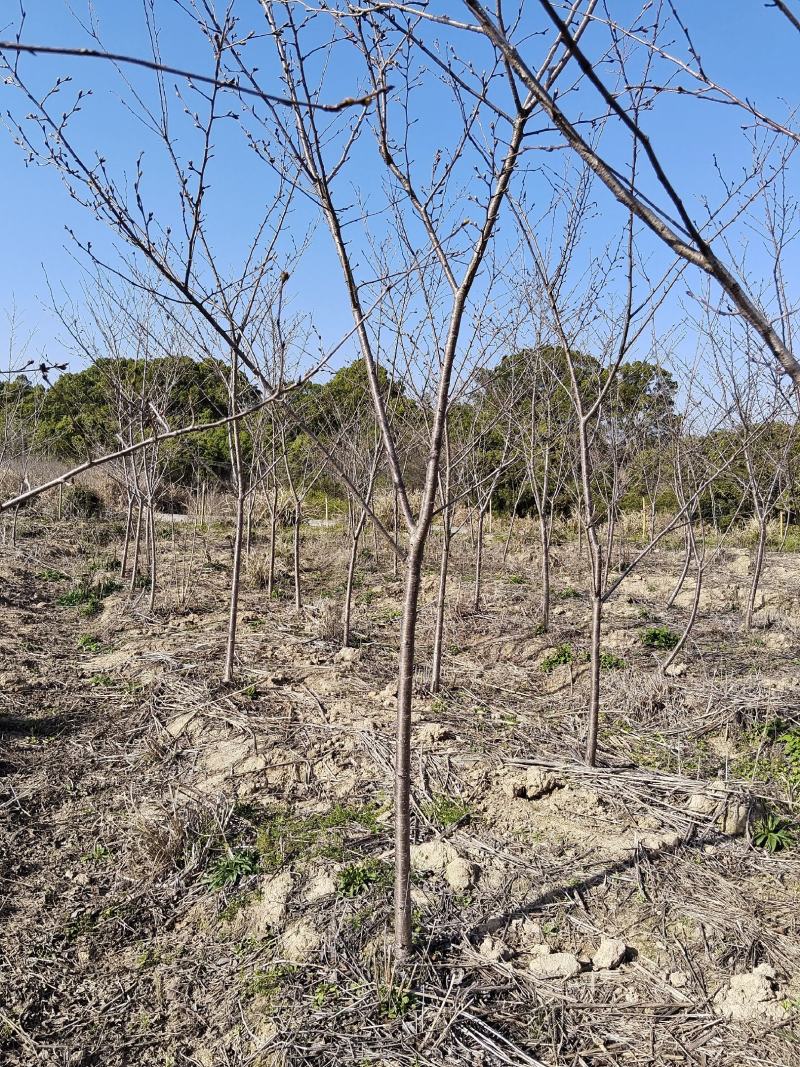 樱花，樱花3一7公分现货清田处理