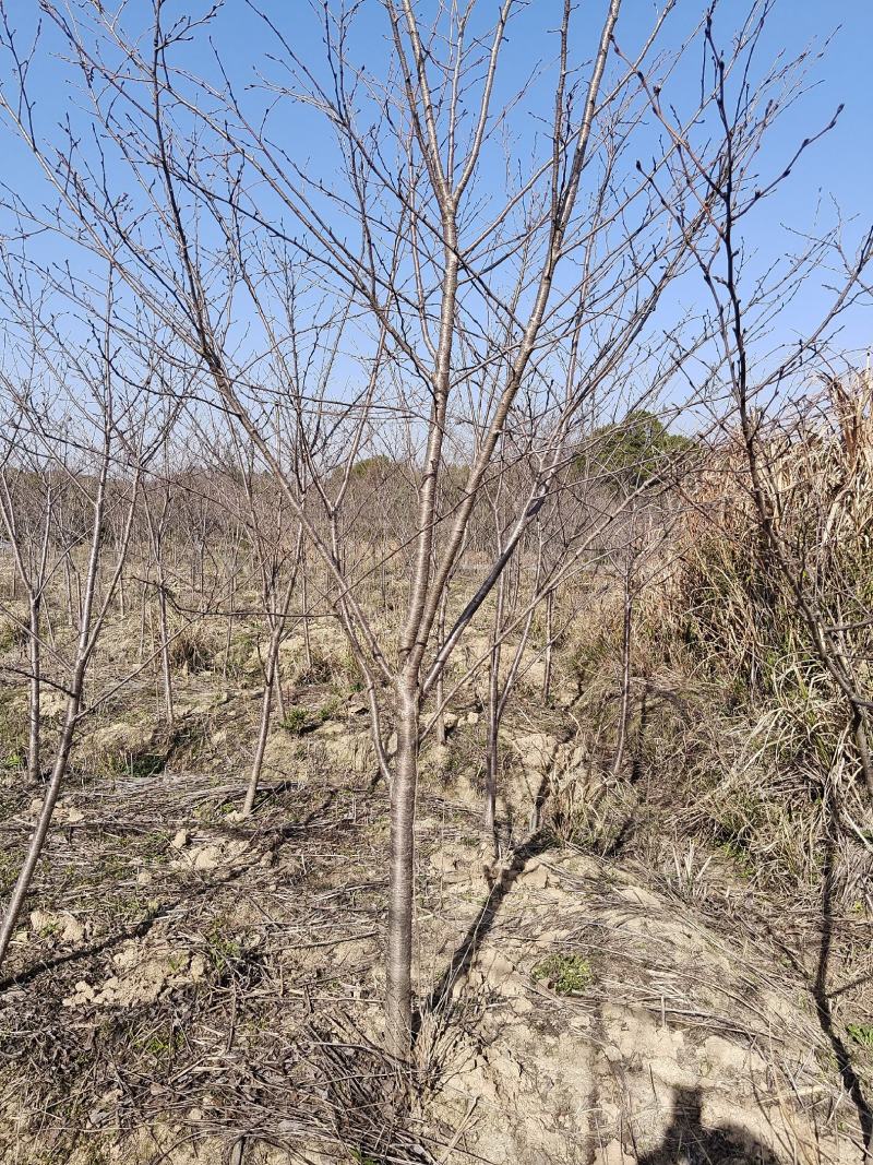 樱花，樱花3一7公分现货清田处理