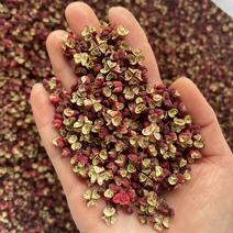 【精品】红花椒产地一手货源品质保证全国发货对接批发
