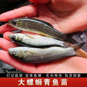 广西青鱼苗特大黑皖鱼苗淡水养殖水库养殖品种优良