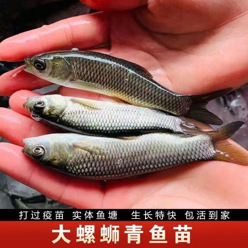广西青鱼苗特大黑皖鱼苗淡水养殖水库养殖品种优良