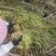 野生水苔
