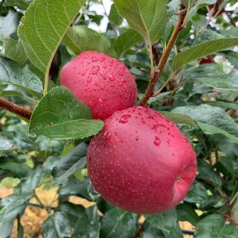 早熟新品种苹果树苗鲁丽苹果苗南北方种植