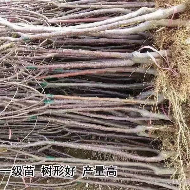 早熟新品种苹果树苗鲁丽苹果苗南北方种植