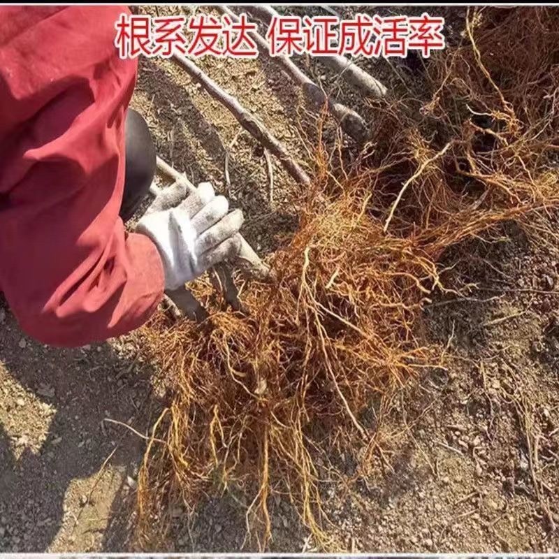 早熟新品种苹果树苗鲁丽苹果苗南北方种植