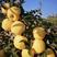 新品种维纳斯黄金苹果树苗嫁接黄金帅苹果苗南北方种植