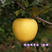新品种维纳斯黄金苹果树苗嫁接黄金帅苹果苗南北方种植