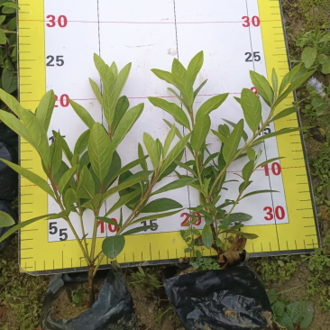杜鹃花毛杜鹃基地直销一手货源价格优惠