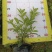 杜鹃花毛杜鹃基地直销一手货源价格优惠