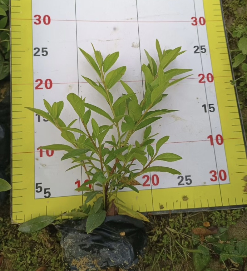杜鹃花毛杜鹃基地直销一手货源价格优惠