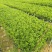 杜鹃花毛杜鹃基地直销一手货源价格优惠