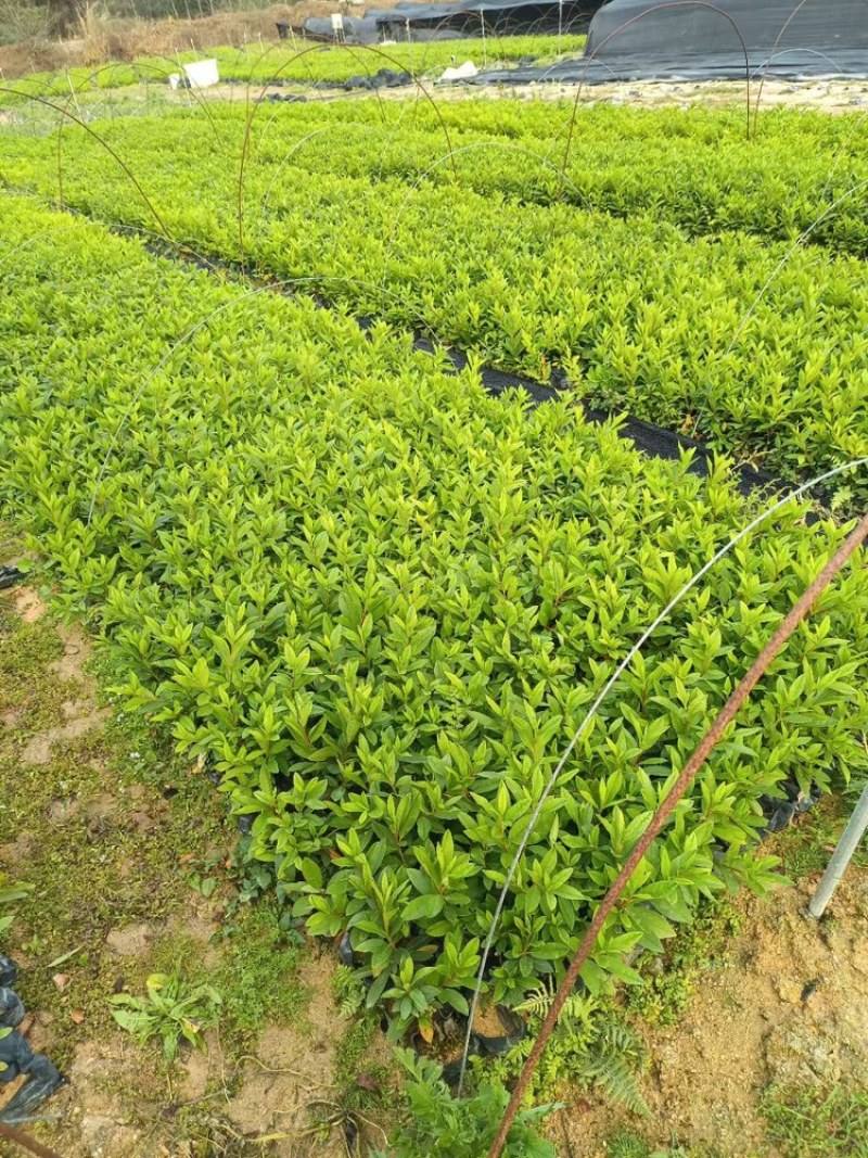 杜鹃花毛杜鹃基地直销一手货源价格优惠