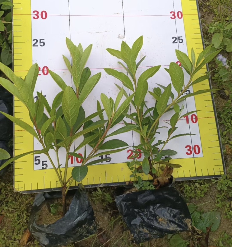 杜鹃花毛杜鹃基地直销一手货源价格优惠
