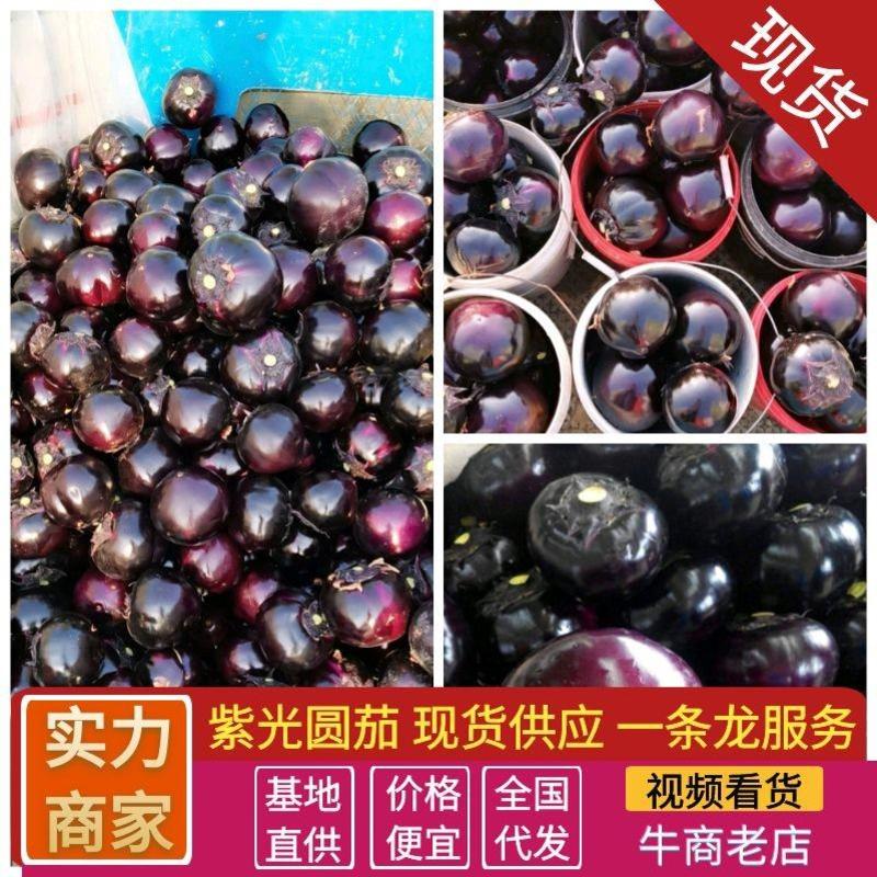聊城【茄子&紫光圆茄】一手货源批发商超直供，价格便宜公道
