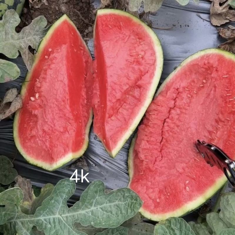 绿美4k西瓜种籽超甜短椭圆形硬薄皮礼品小西瓜种子瓤红