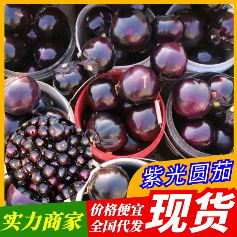 《精选》黑紫光茄子，黑圆茄，紫光圆茄，山东茄子，全国代发