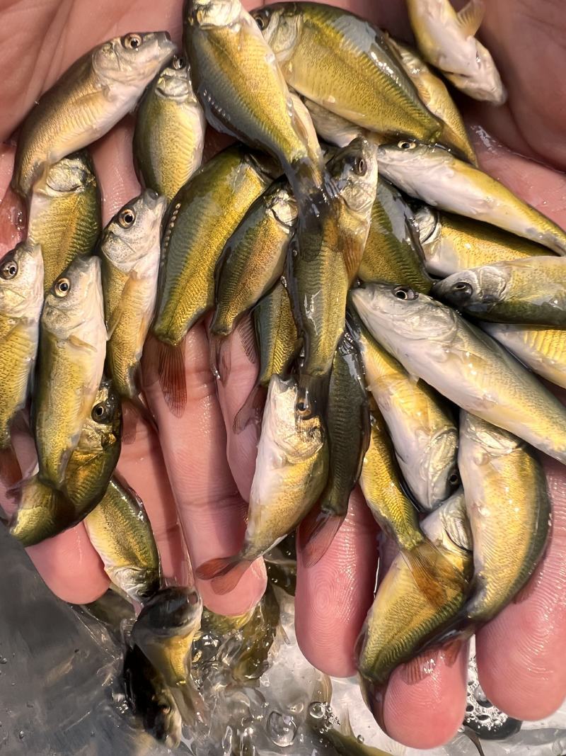 裸鲤鱼苗三道鳞德国镜鲤鱼苗淡水养殖无甲鲤鱼苗食用裸斑鱼苗