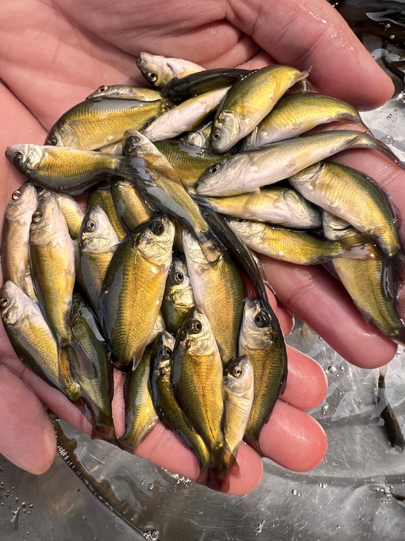 裸鲤鱼苗三道鳞德国镜鲤鱼苗淡水养殖无甲鲤鱼苗食用裸斑鱼苗