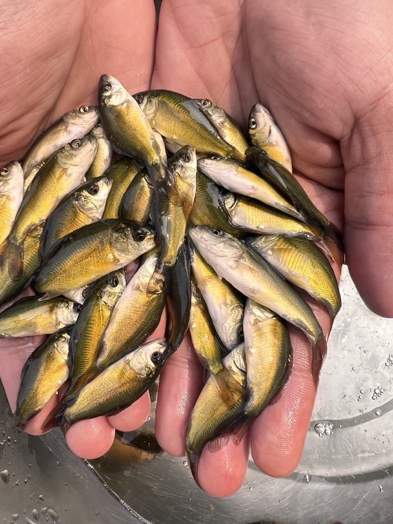 裸鲤鱼苗三道鳞德国镜鲤鱼苗淡水养殖无甲鲤鱼苗食用裸斑鱼苗