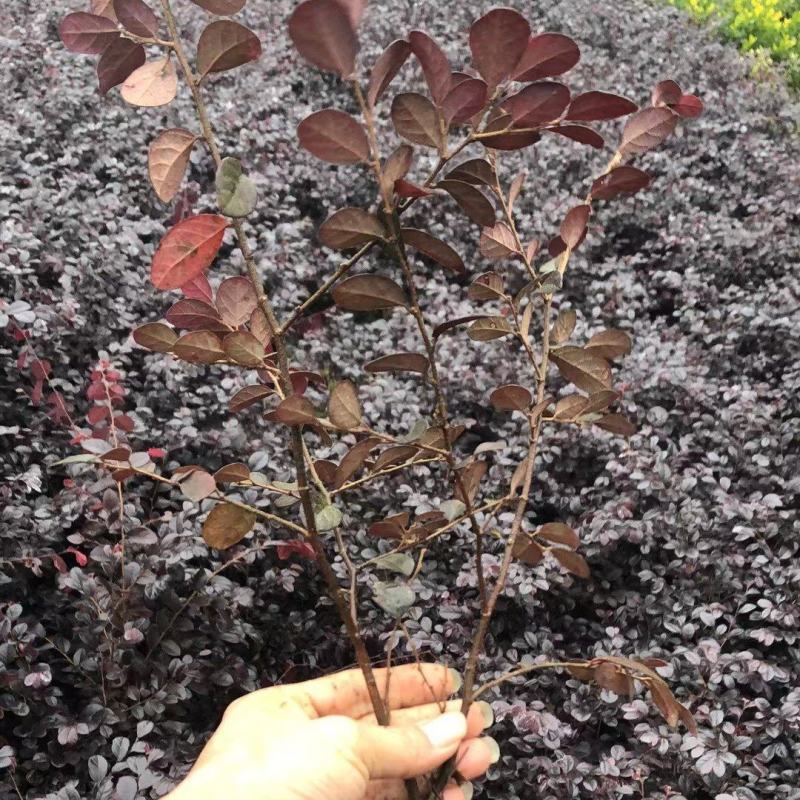 【红花继木】信阳红花继木苗各种规格都有欢迎致电订购