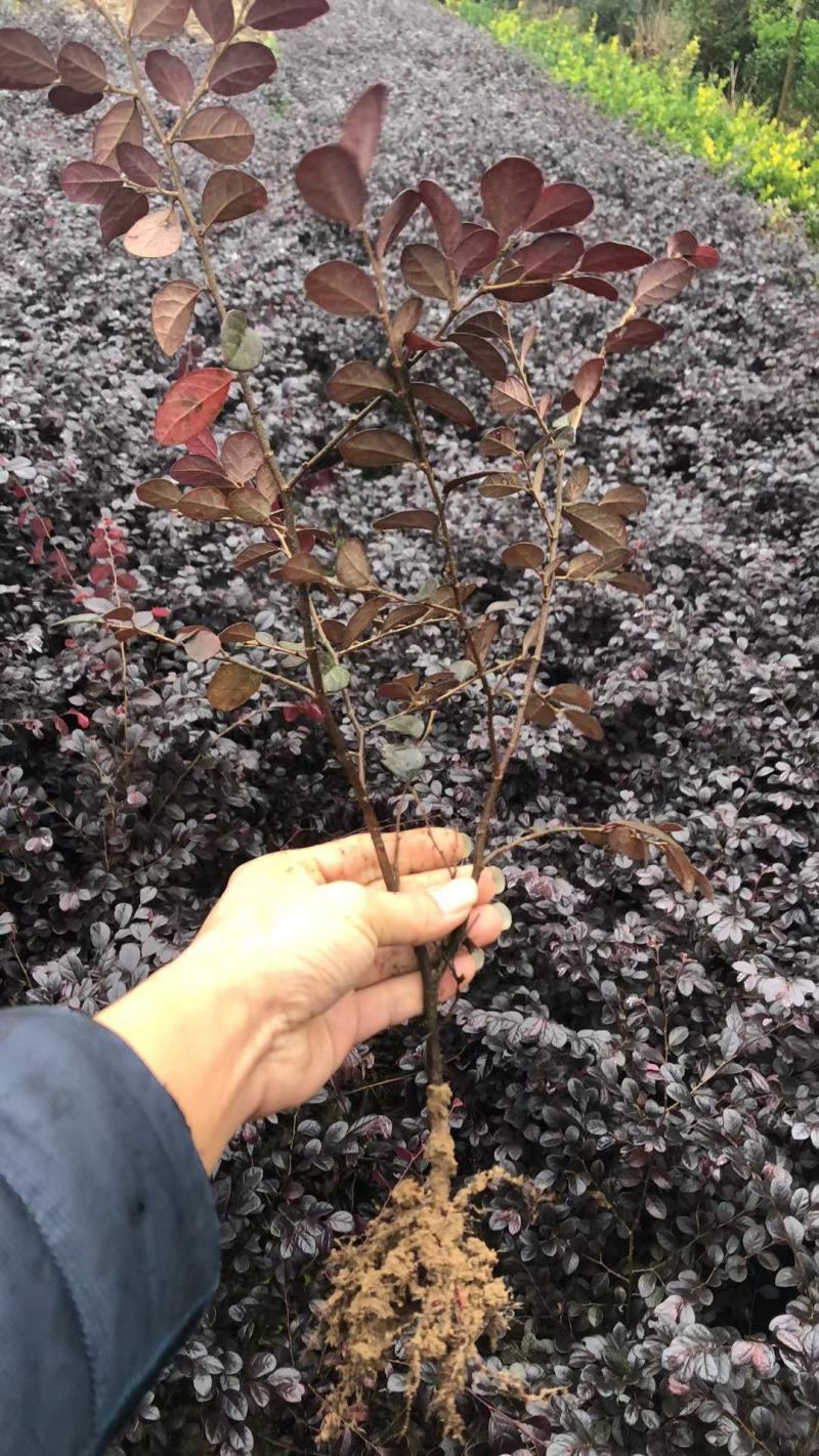 【红花继木】信阳红花继木苗各种规格都有欢迎致电订购